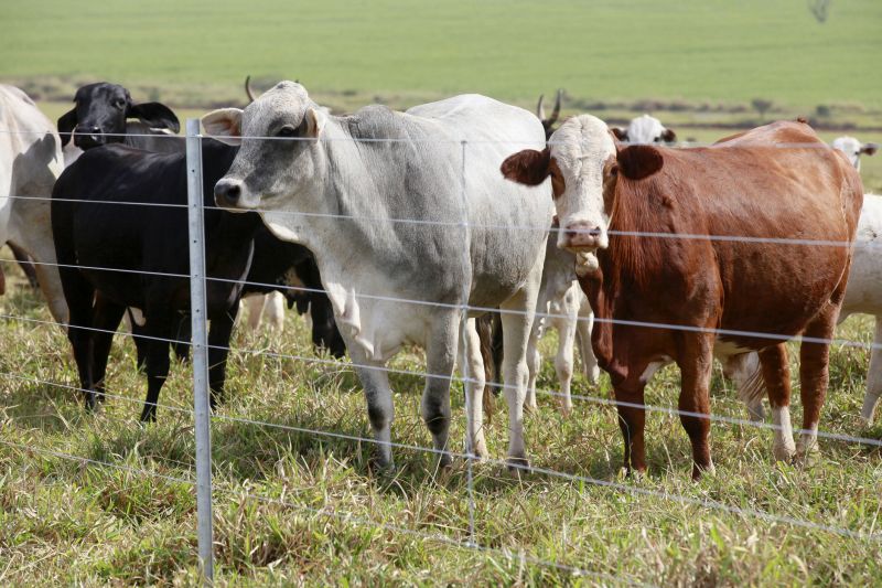 Cattle Fencing Options and Considerations
