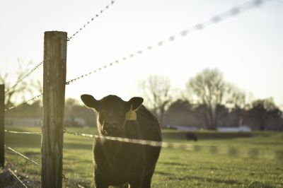 Cattle Fencing Promotions & Deals