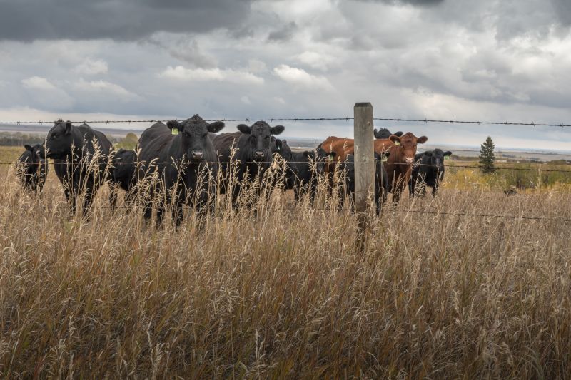 Service Locations for Cattle Fencing